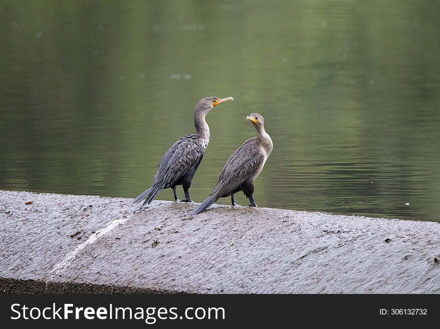 Two cormorants perched on a dam