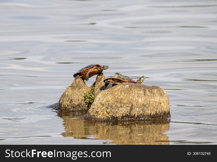 Two Turtles Sunning On A Rock