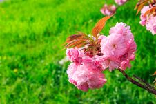 Pink Flowers Above Grass On Sakura Branches Stock Images Pink Flowers Above Grass On Sakura Branches Stock Images
