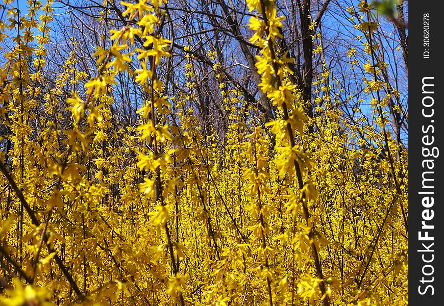 Thick Forsythia bushes in spring against a blue clear sky. Thick Forsythia bushes in spring against a blue clear sky.