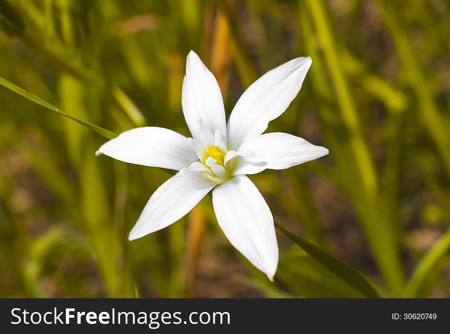 Six Petals White Flower