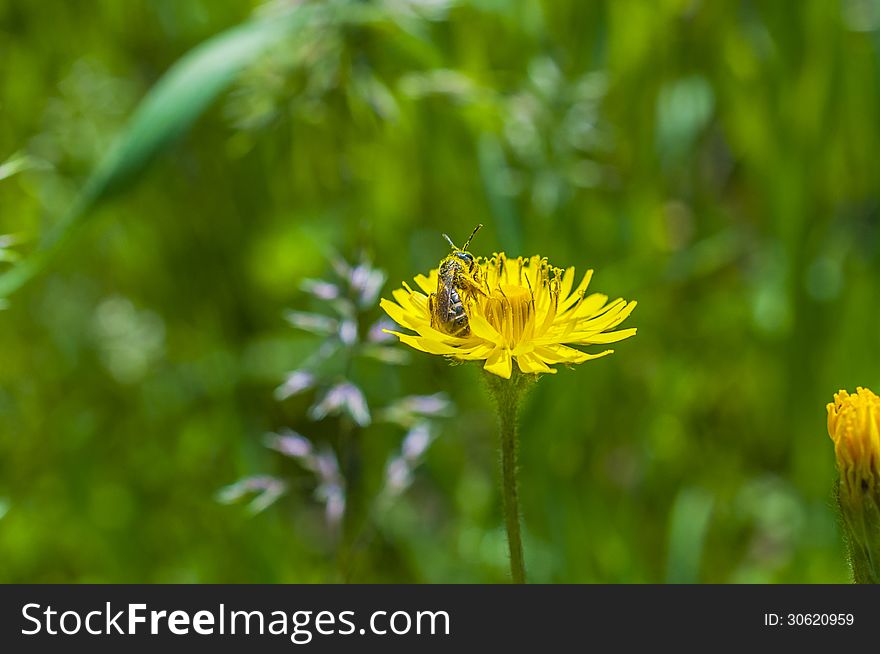 Pollened bee feeding on a yellow flower