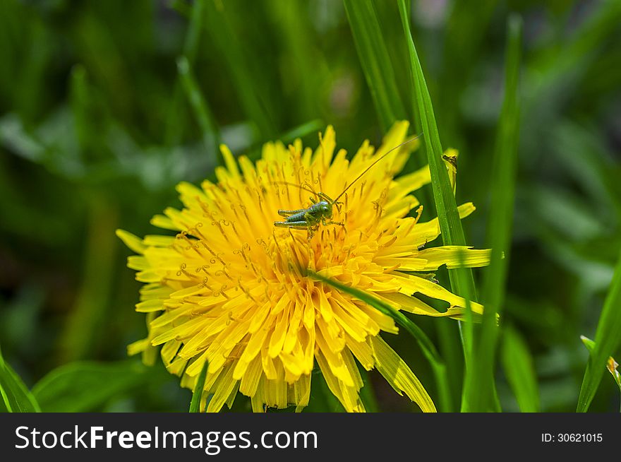 Grasshopper on a yellow flower