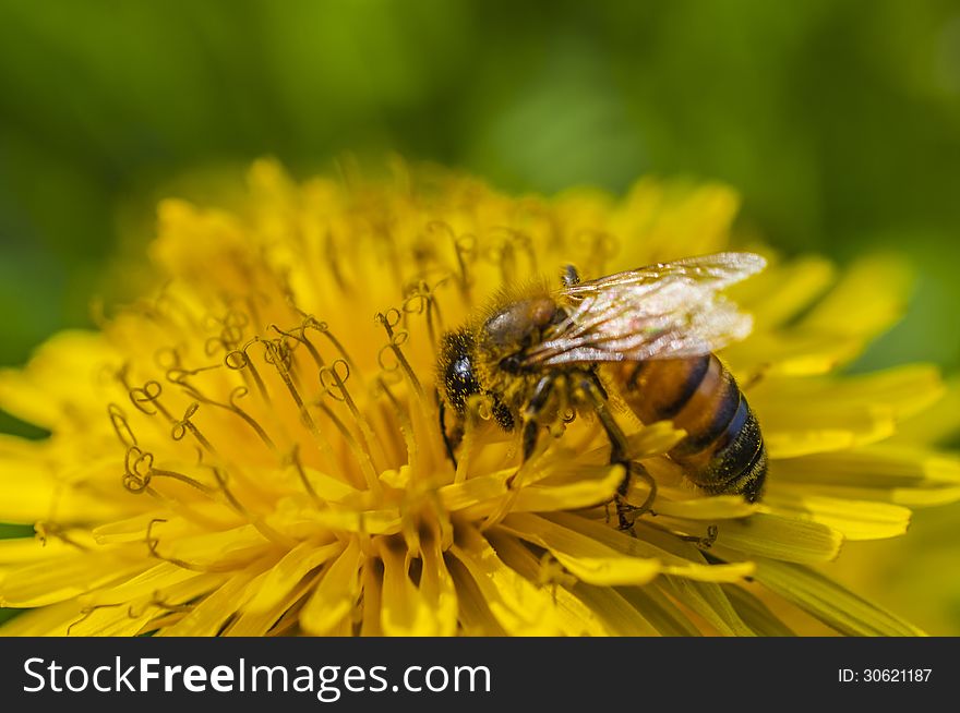 Pollened bee feeding on a yellow flower