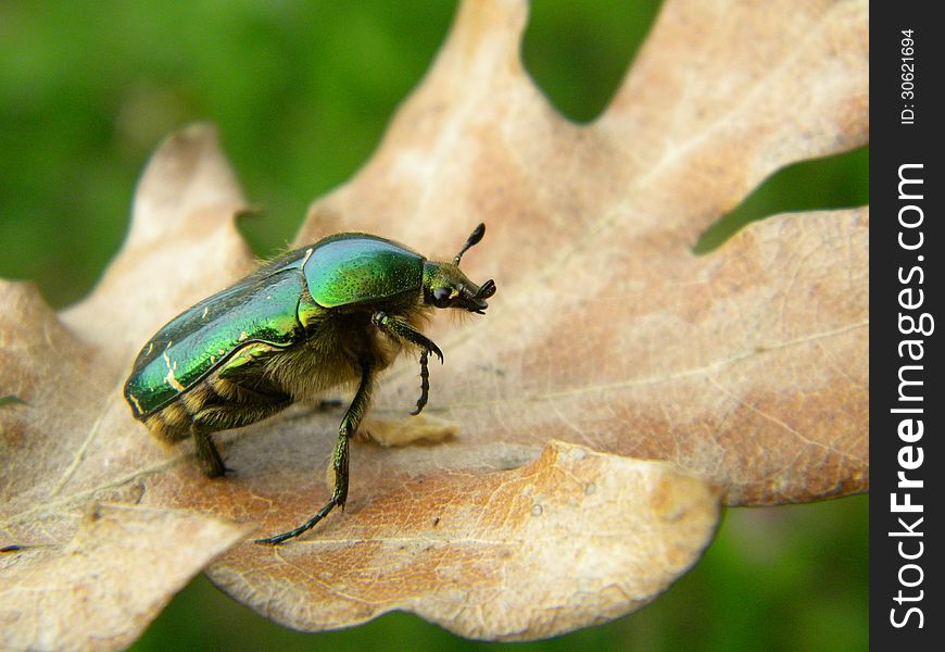A big green bug on a dry leaf
