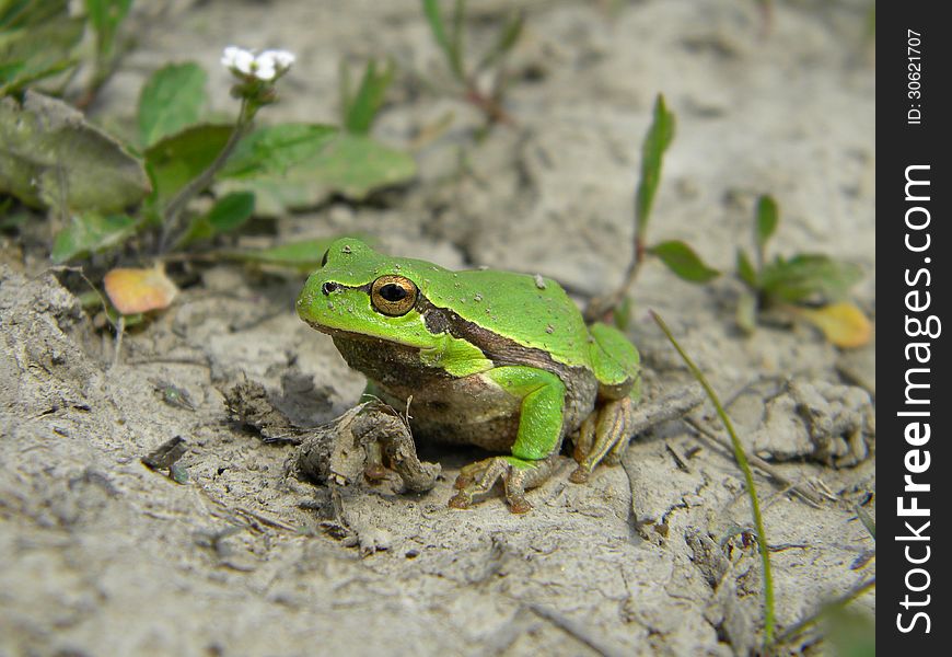 A tree frog on dry land. A tree frog on dry land