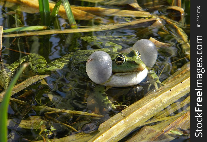 A male frog singing in a lake