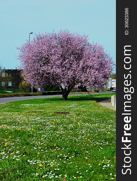 Spring is finally here, and you can see a lovely blossom tree. Spring is finally here, and you can see a lovely blossom tree