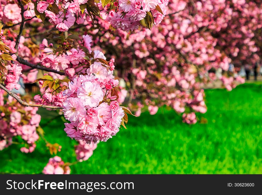 Pink Blossomed Sakura Flowers