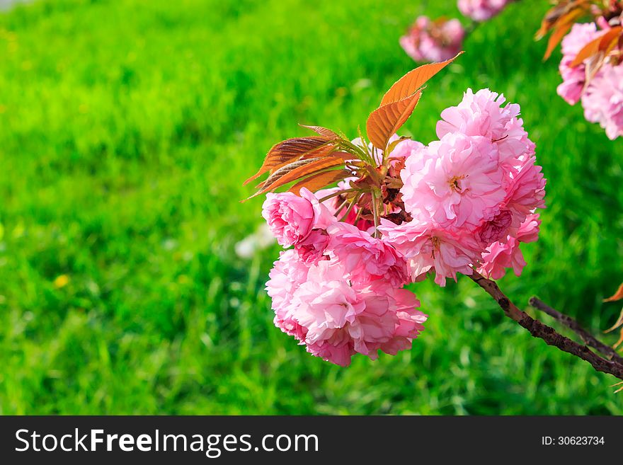 Pink flowers above grass on sakura branches