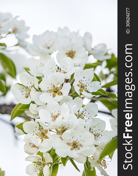 A branch of cherry blossoms against the sky. A branch of cherry blossoms against the sky