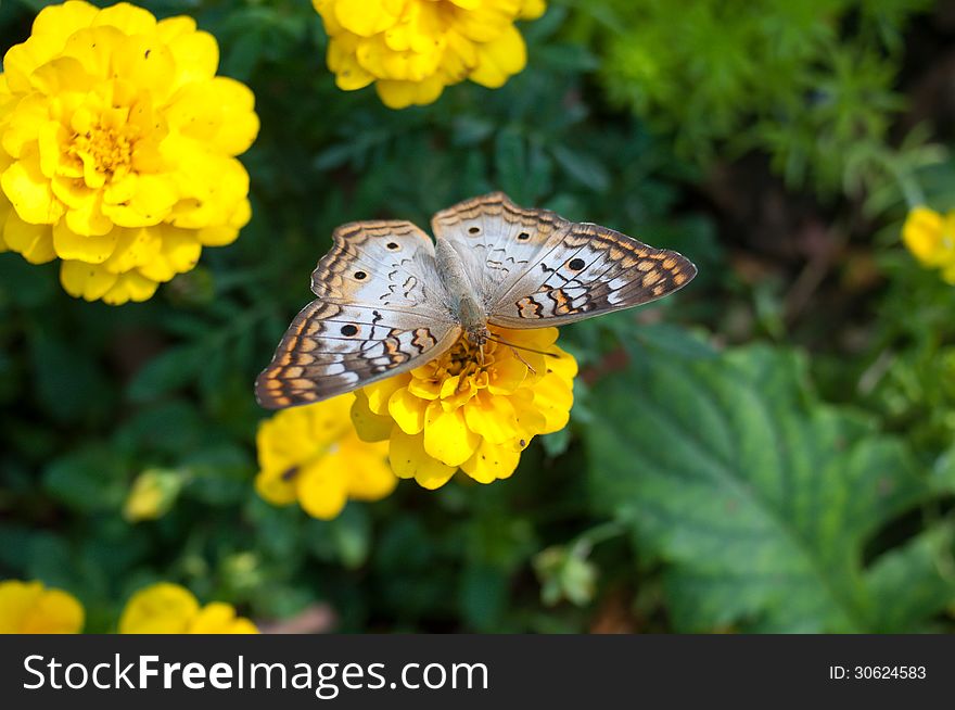 Butterfly landing on a bright yellow flower