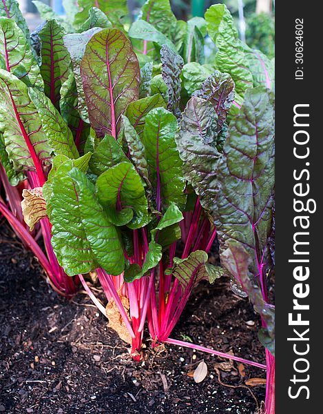 Ruby Red Chard growing in a garden