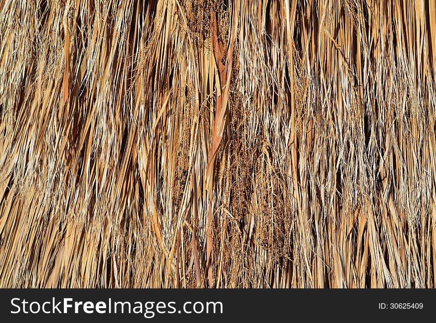 Fan Palm fronds at the Salton Sea State Recreation area in the California Desert. Fan Palm fronds at the Salton Sea State Recreation area in the California Desert.