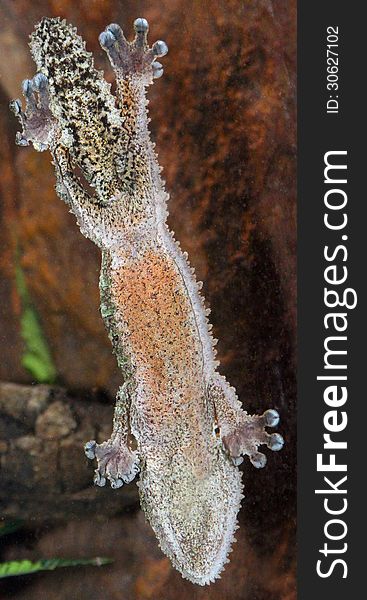 Belly underside details of mossy leaf-tailed gecko