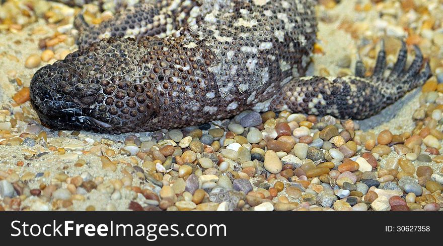 Mexican Gila Monster Resting On Sand. Mexican Gila Monster Resting On Sand