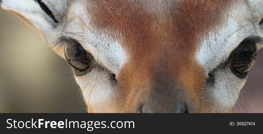 Close up detail of African Gerenuk face. Close up detail of African Gerenuk face