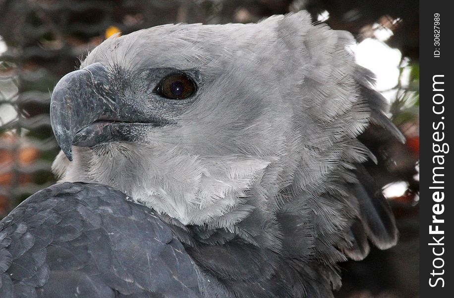 Harpy Eagle Close Up Portrait