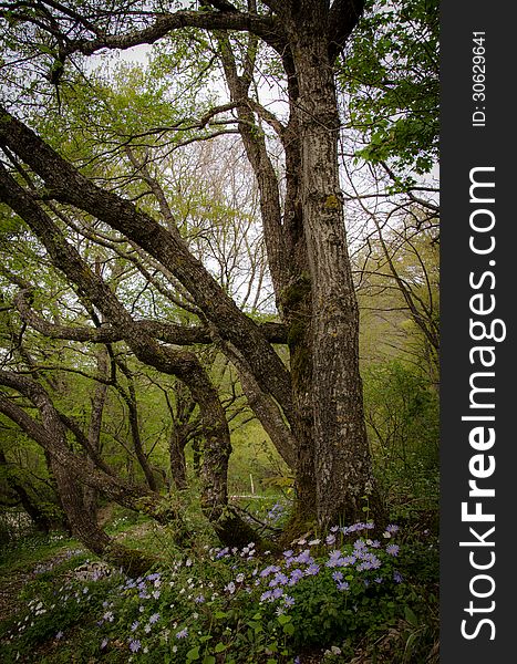 Old high trees in the umbria forest.