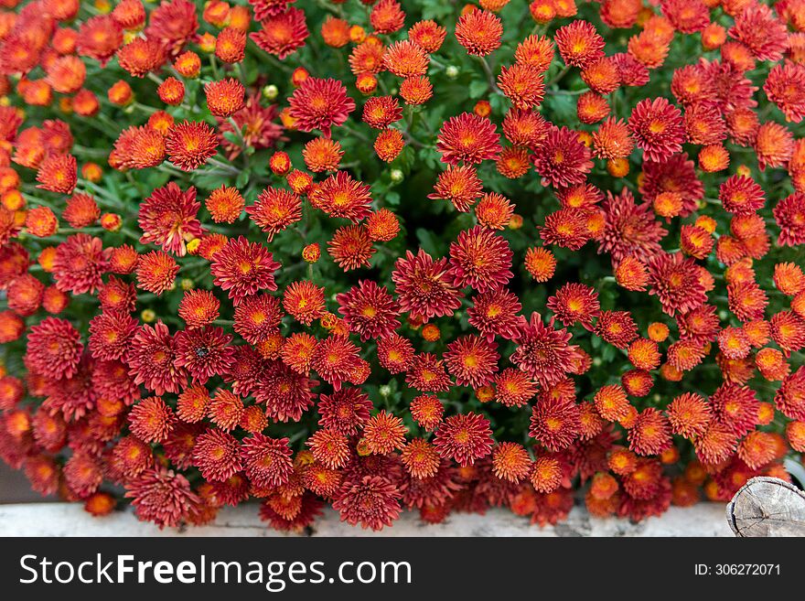 Vibrant red colorful Hardy Chrysanthemum & x28 Garden Mum& x29 . Flower in nature, close-up.