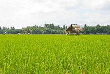 Green Rice Field,Thai Royalty Free Stock Photography