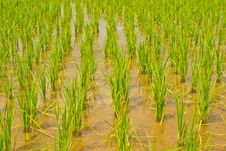 Green Rice Field,Thai Royalty Free Stock Images