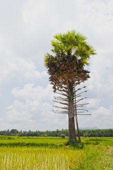 Sugar Palm Tree And Blue Sky Royalty Free Stock Image