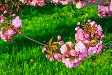 Pink Flowers Above Grass On Sakura Branches Royalty Free Stock Images Pink Flowers Above Grass On Sakura Branches Royalty Free Stock Images