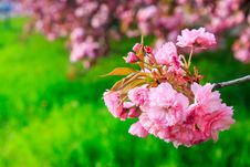 Pink Flowers Above Grass On Sakura Branches Stock Photography