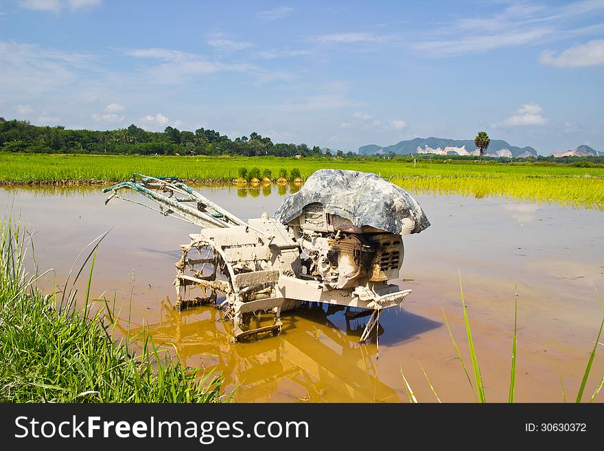 Plow fields in farm rice on blue sky.