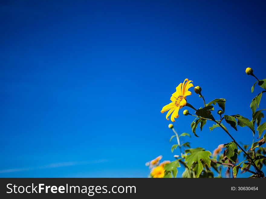 Flower Autumn and Flowers Background. Flower Autumn and Flowers Background.