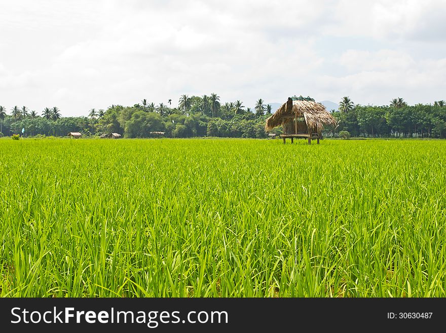 Green Rice Field,Thai