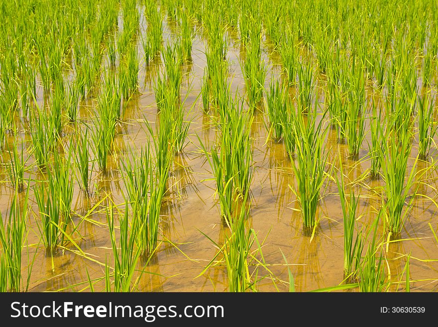 View of Young rice sprout ready to growing in the rice field.Thailand. View of Young rice sprout ready to growing in the rice field.Thailand