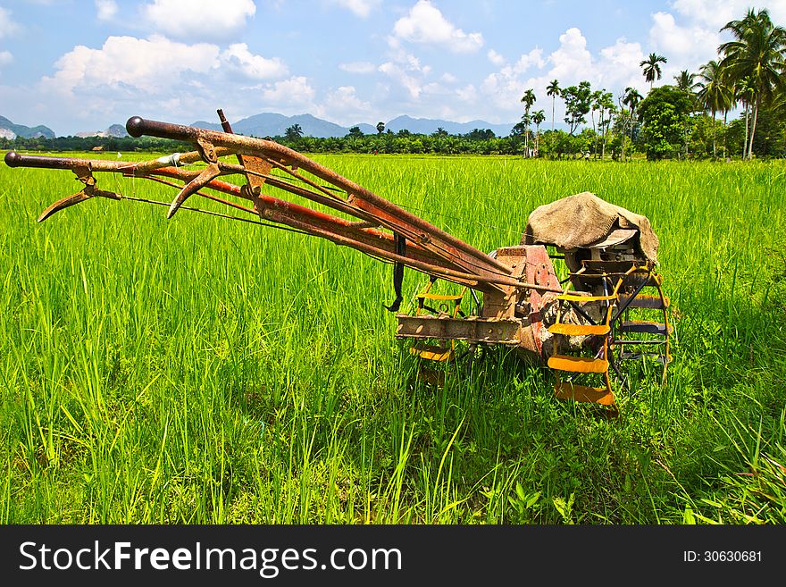 Plow fields in farm rice on blue sky.
