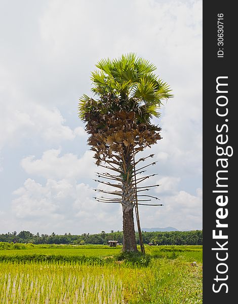 Sugar palm tree in paddy farm rice. Sugar palm tree in paddy farm rice