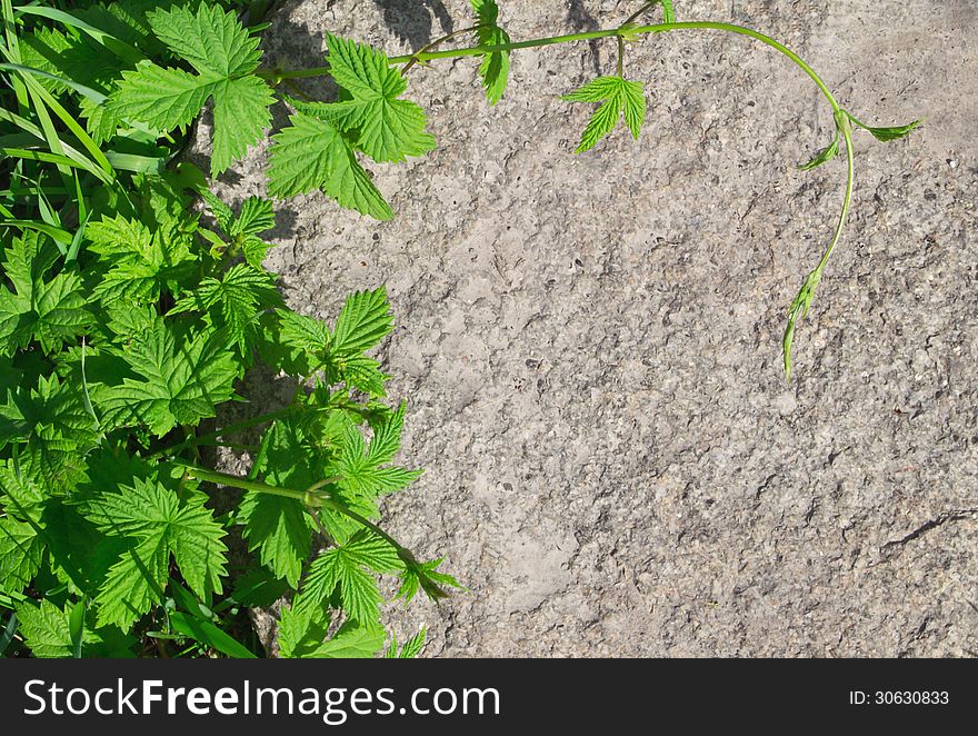 Granite And Leaves