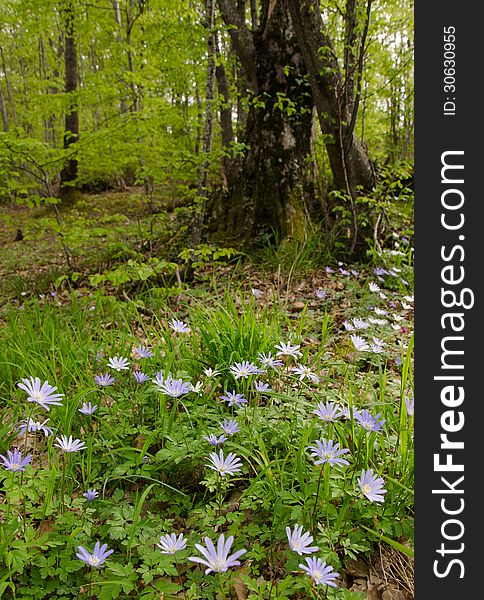 Photo of a peaceful and dense forest with flowers. Photo of a peaceful and dense forest with flowers.