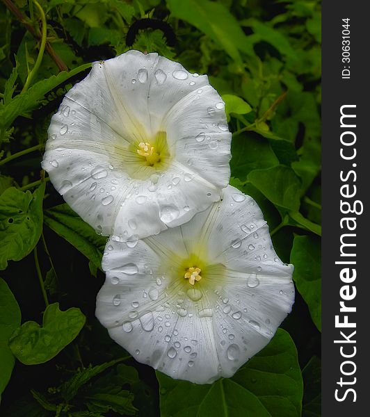 White Flowers And Drops