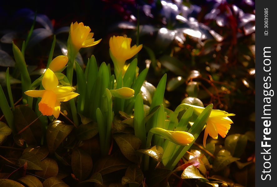 Small Flowers Daffodils