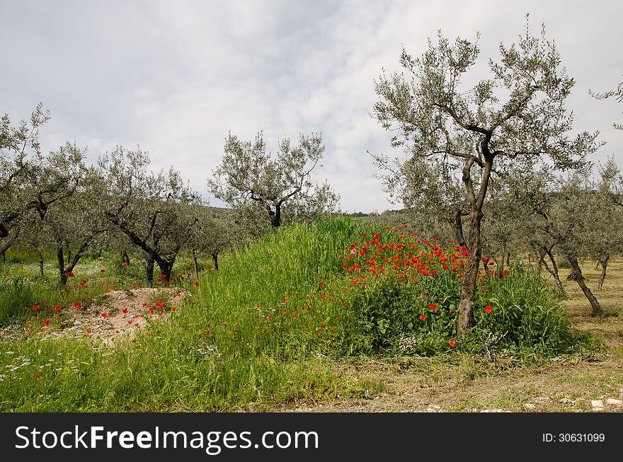 Umbria uliveto in the spring