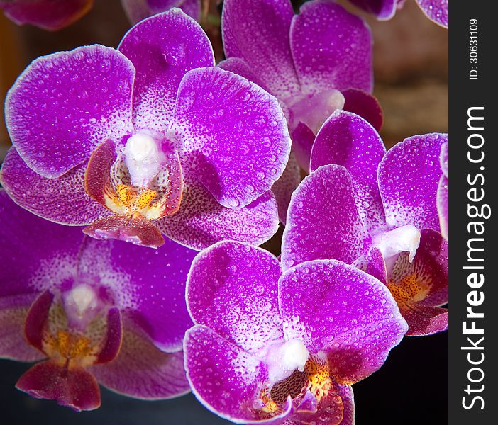 Purple orchid flower in greenhouses with dew drops.