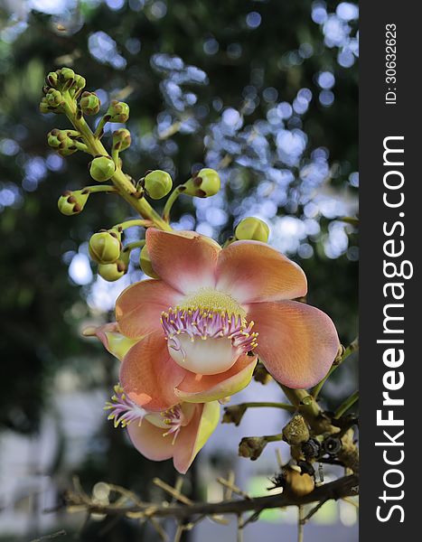 Couroupita guianensis with green background