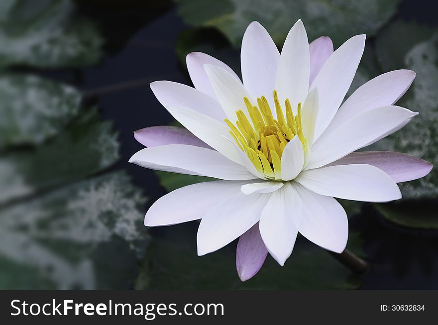 White lotus with green background