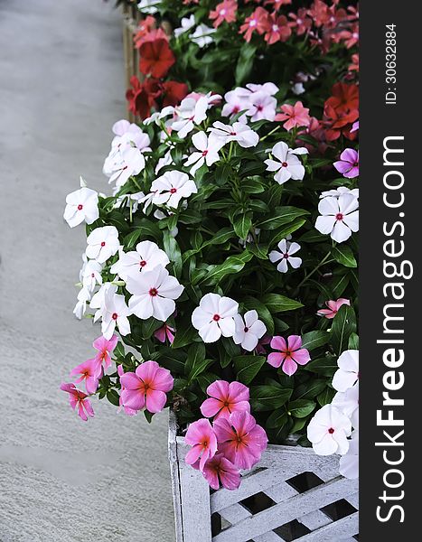 Catharanthus roseus with Wood burner