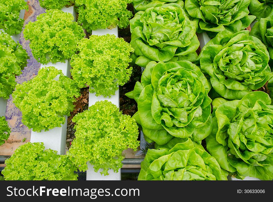 Fresh green organic vegetables at a vegetable farm. Fresh green organic vegetables at a vegetable farm