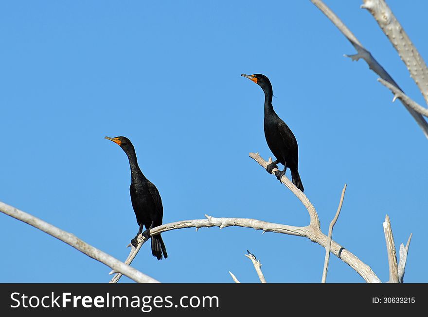 Double Crested Cormorants at the Salton Sea in the California Desert. Double Crested Cormorants at the Salton Sea in the California Desert.