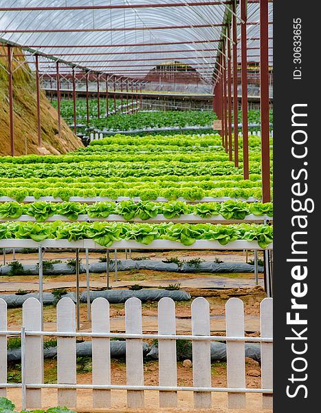 Fresh green organic vegetables at a vegetable farm