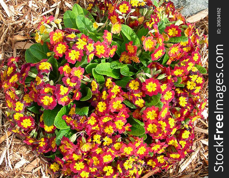 Spring flower beds with orange red flowers. Spring flower beds with orange red flowers