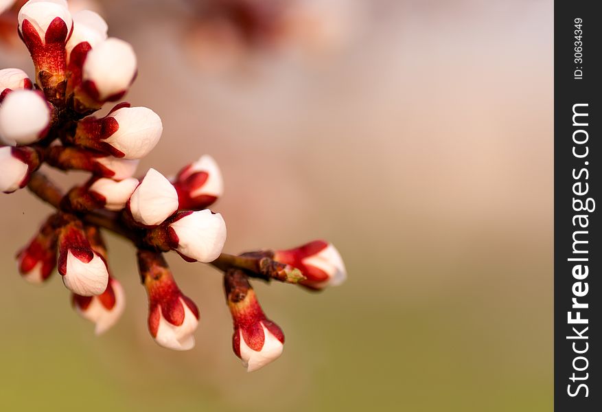 Background of one of the branches with apricot blossoms flower macro