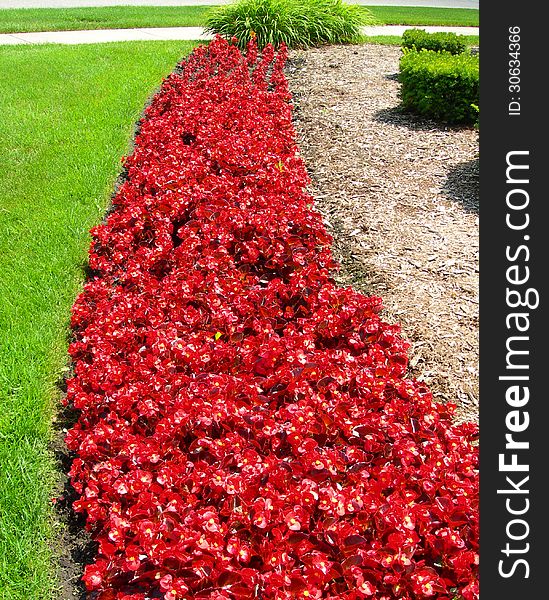 Landscape with hot red flower beds blossoms against green grass. Landscape with hot red flower beds blossoms against green grass